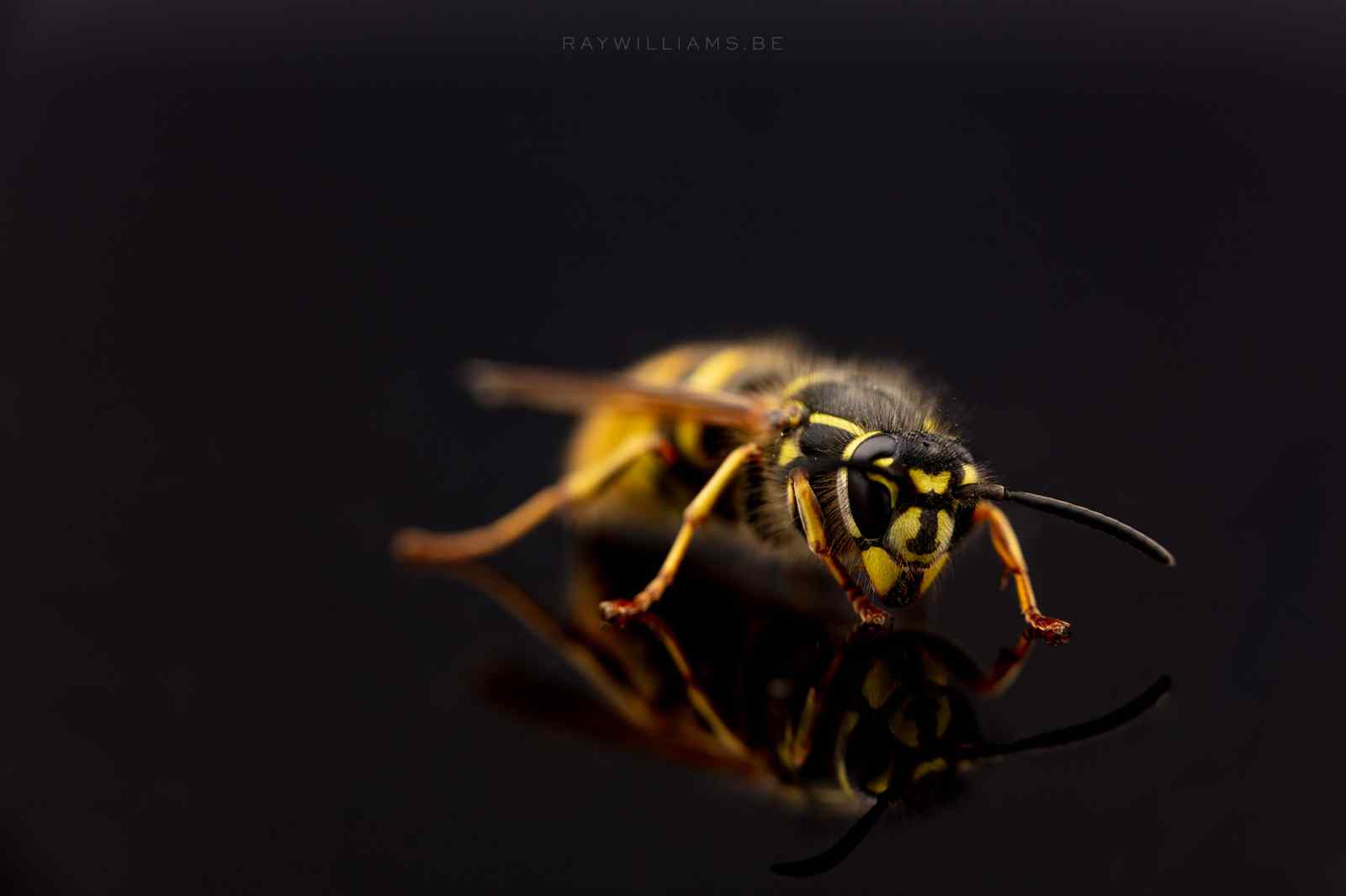 Queen wasp on the catwalk